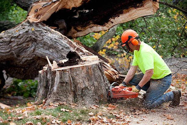 How Our Tree Care Process Works  in  Underwood, IA